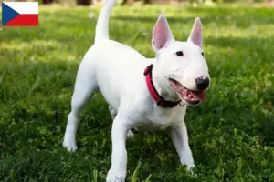 Read more about the article Miniature Bull Terrier breeders and puppies in the Czech Republic