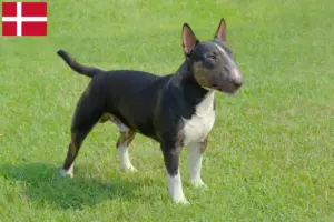 Read more about the article Miniature Bull Terrier breeders and puppies in Denmark