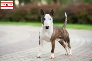 Read more about the article Miniature Bull Terrier breeders and puppies in Drenthe
