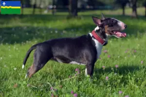 Read more about the article Miniature Bull Terrier breeders and puppies in Flevoland