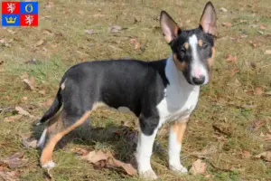 Read more about the article Miniature Bull Terrier breeders and puppies in Hradec Králové