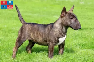 Read more about the article Miniature Bull Terrier breeders and puppies in Karlsbad