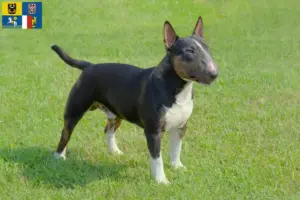 Read more about the article Miniature Bull Terrier breeders and puppies in Moravia-Silesia