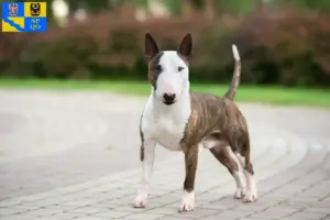 Read more about the article Miniature Bull Terrier breeders and puppies in Olomouc