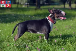 Read more about the article Miniature Bull Terrier breeders and puppies in Pardubice