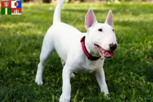 Read more about the article Miniature Bull Terrier breeders and puppies in South Bohemia