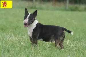 Read more about the article Miniature Bull Terrier breeders and puppies in South Holland