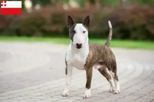 Read more about the article Miniature Bull Terrier breeders and puppies in Utrecht