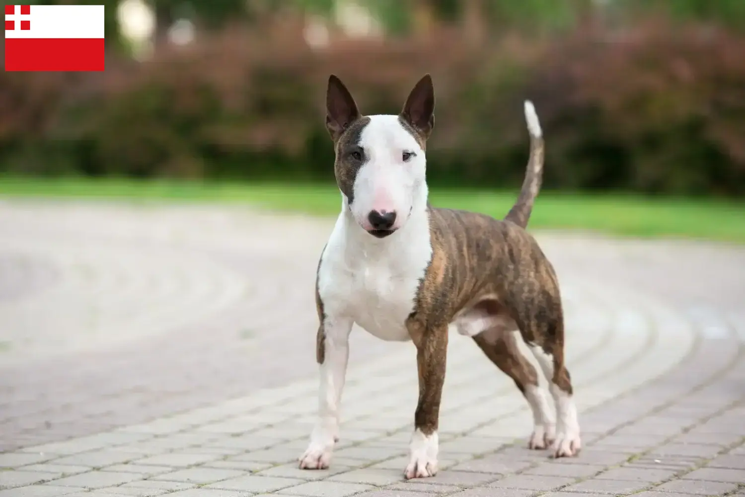Read more about the article Miniature Bull Terrier breeders and puppies in Utrecht