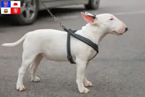 Read more about the article Miniature Bull Terrier breeder and puppies in Vysočina
