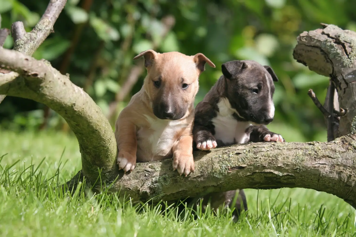 Buying a Miniature Bull Terrier puppy means taking responsibility! Buy Miniature Bull Terrier puppies.