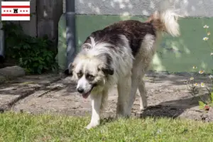 Read more about the article Mioritic breeders and puppies in Drenthe