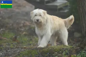 Read more about the article Mioritic breeders and puppies in Flevoland