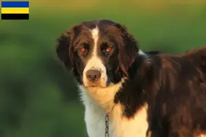 Read more about the article Mioritic breeders and puppies in Gelderland