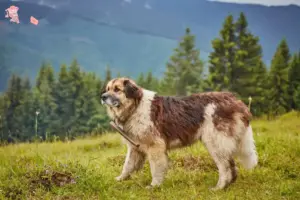 Read more about the article Mioritic breeders and puppies in Hovedstaden