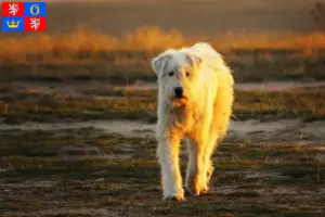 Read more about the article Mioritic breeders and puppies in Hradec Králové