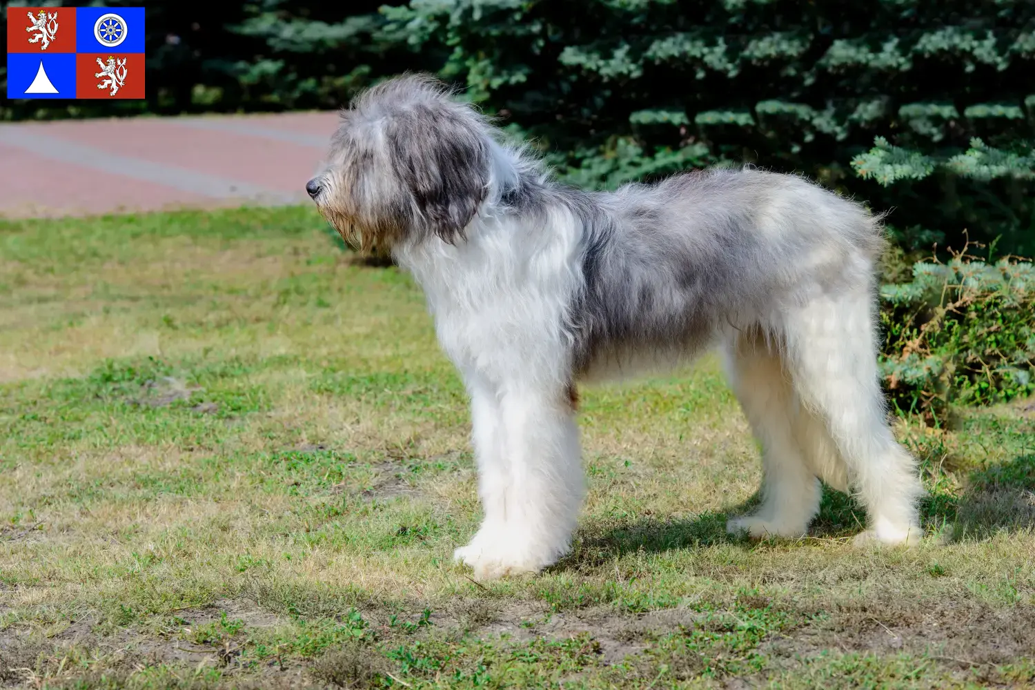 Read more about the article Mioritic breeders and puppies in Liberec