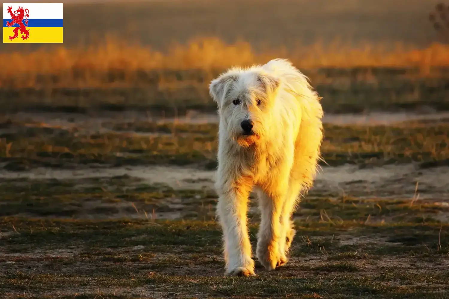 Read more about the article Mioritic breeders and puppies in Limburg