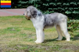 Read more about the article Mioritic breeders and puppies in North Holland