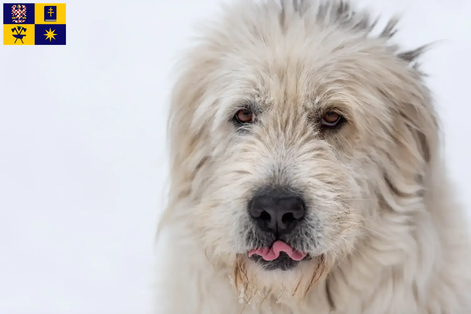 Read more about the article Mioritic breeders and puppies in Zlín