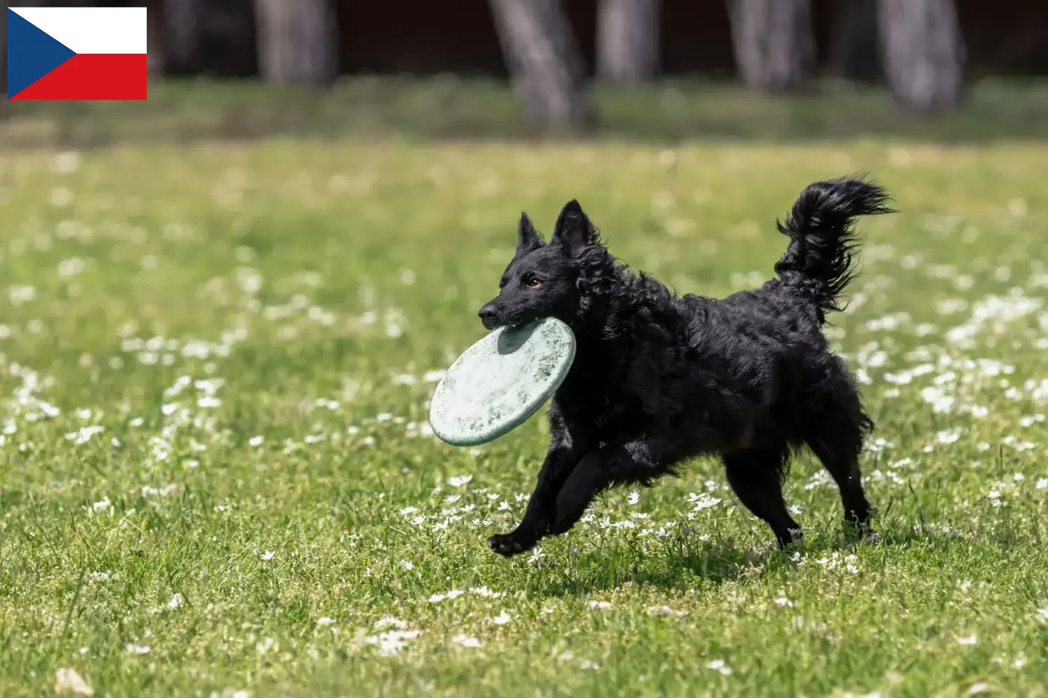Read more about the article Mudi breeders and puppies in the Czech Republic