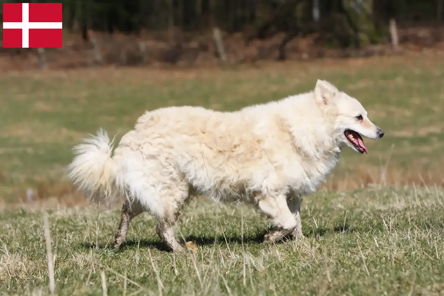 Read more about the article Mudi breeders and puppies in Denmark