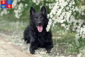 Read more about the article Mudi breeders and puppies in Hradec Králové