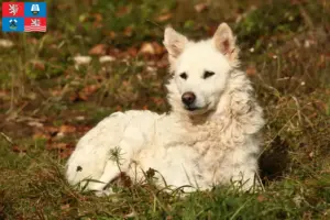 Read more about the article Mudi breeder and puppies in Karlsbad