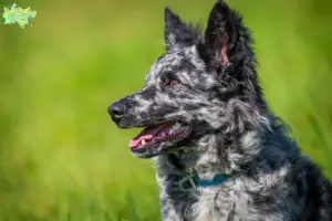 Read more about the article Mudi breeders and puppies in Midtjylland