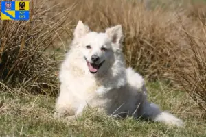 Read more about the article Mudi breeders and puppies in Olomouc