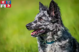 Read more about the article Mudi breeders and puppies in Pardubice