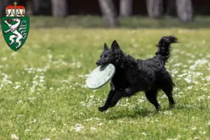 Read more about the article Mudi breeders and puppies in Styria
