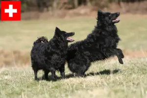 Read more about the article Mudi breeders and puppies in Switzerland