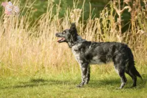 Read more about the article Mudi breeders and puppies in Syddanmark