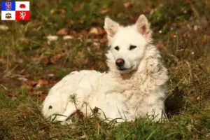 Read more about the article Mudi breeders and puppies in Vysočina