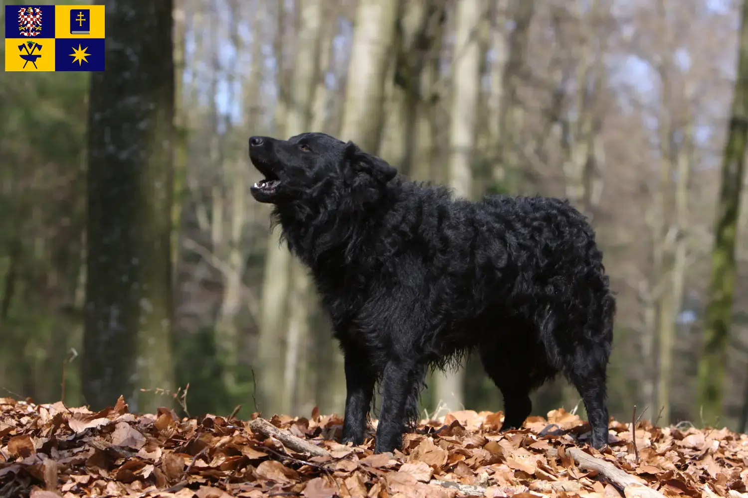 Mudi puppies and breeders Zlín Here you can find Mudi's breeders in Zlín.