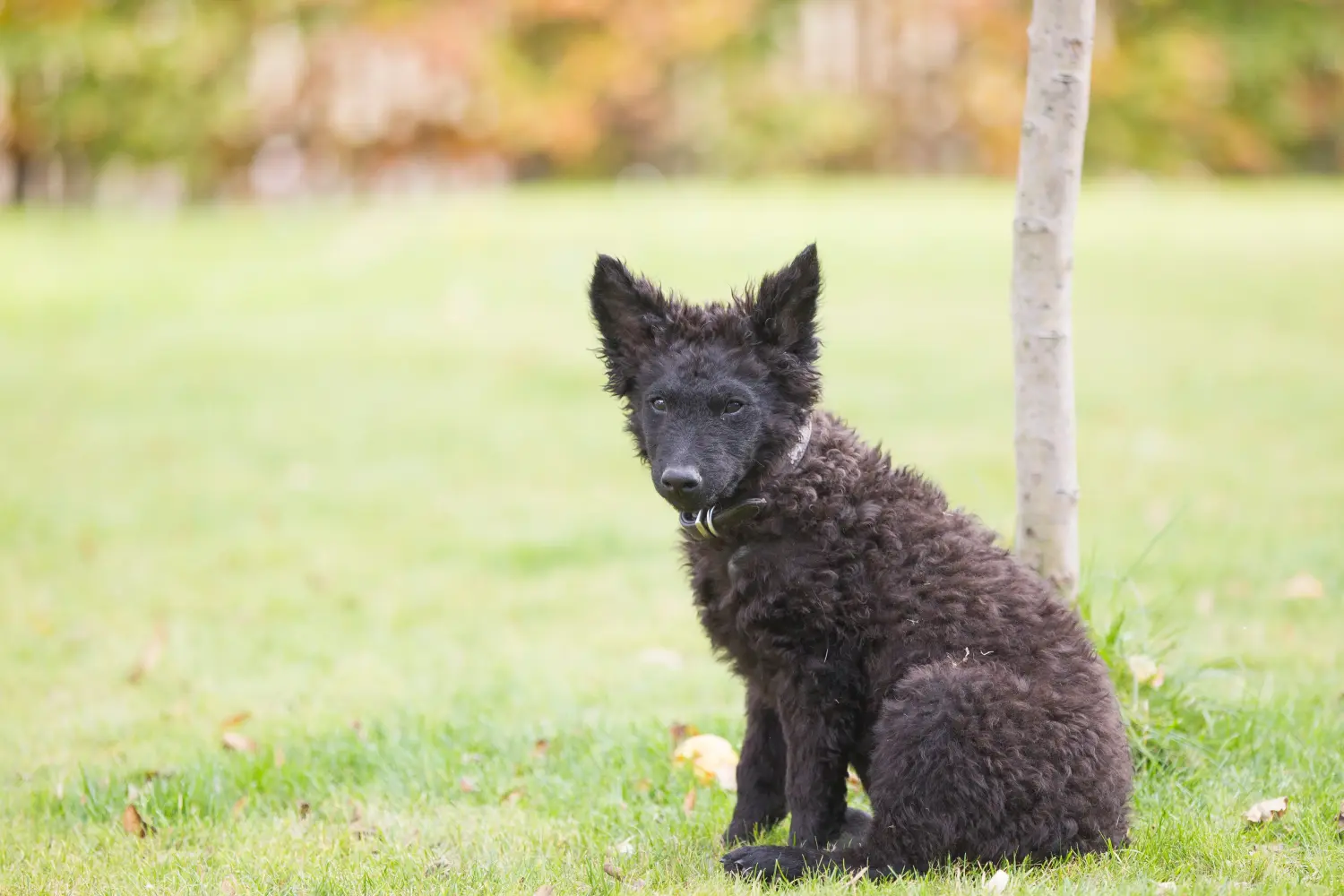 Buying a Mudi puppy means taking responsibility! Buy Mudi puppies.