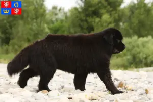 Read more about the article Newfoundland breeders and puppies in Hradec Králové