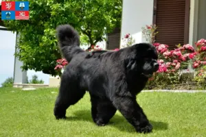 Read more about the article Newfoundland breeders and puppies in Karlsbad