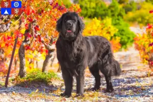 Read more about the article Newfoundland breeders and puppies in Liberec