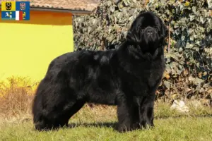 Read more about the article Newfoundland breeders and puppies in Moravia-Silesia