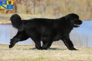 Read more about the article Newfoundland breeders and puppies in Olomouc