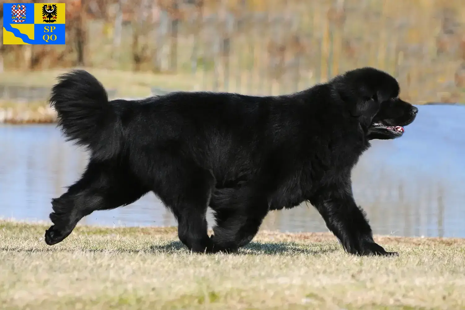 Newfoundland puppies and breeder Olomouc Here you can find Newfoundland breeders in Olomouc.
