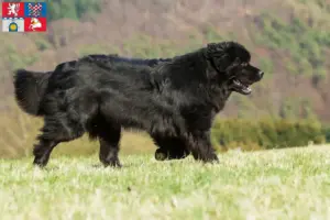 Read more about the article Newfoundland breeders and puppies in Pardubice