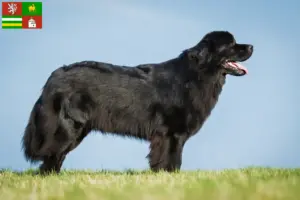 Read more about the article Newfoundland breeders and puppies in Pilsen