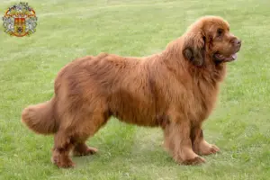 Read more about the article Newfoundland breeders and puppies in Prague