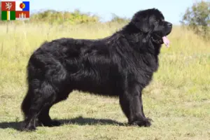 Read more about the article Newfoundland breeders and puppies in South Bohemia