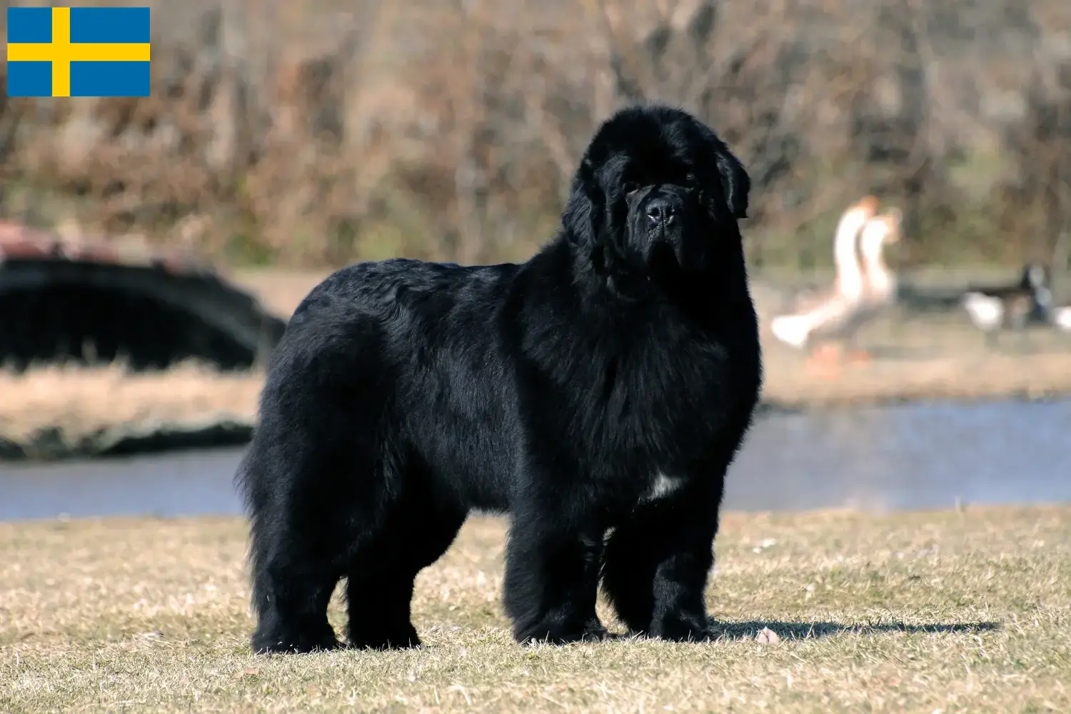 Newfoundland puppies and breeders Sweden Here you can find Newfoundland breeders in Sweden.