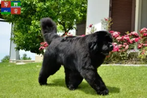 Read more about the article Newfoundland breeders and puppies in Ústí