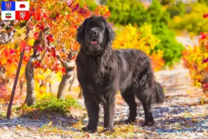 Read more about the article Newfoundland breeders and puppies in Vysočina